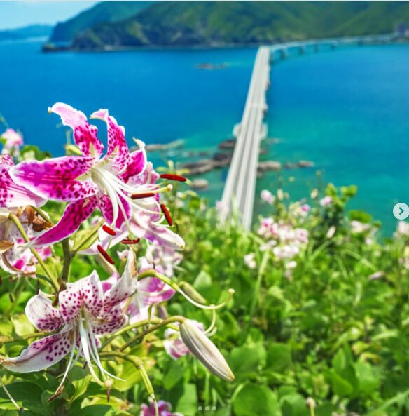 鹿の子ゆり咲く美しい秘境 甑島の旅