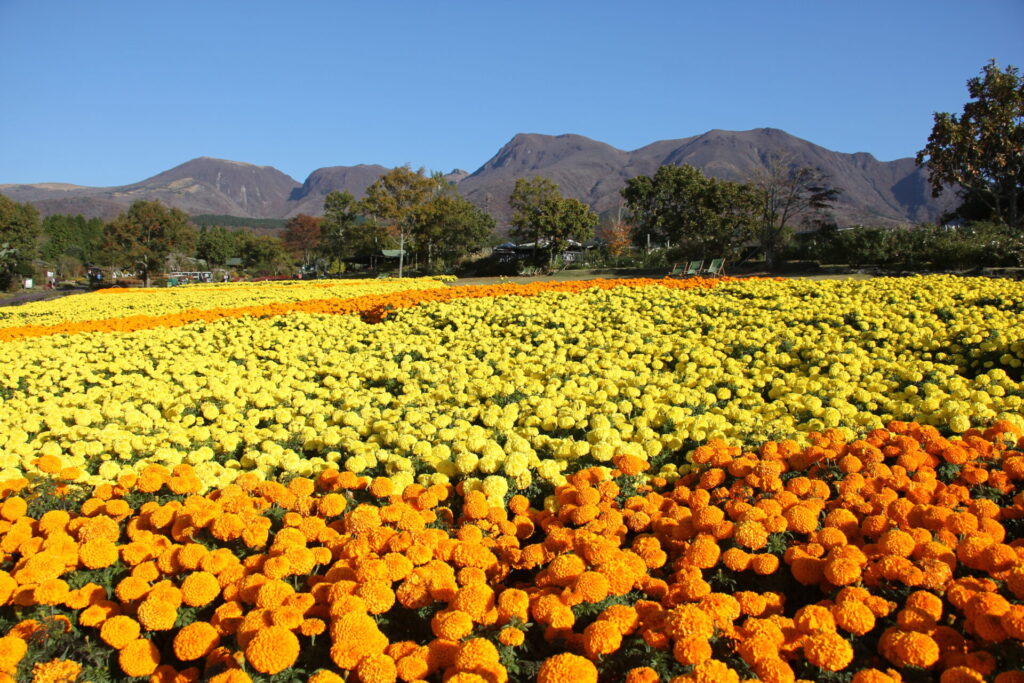 くじゅう花公園オータムフラワーフェスタ～空とつながる天空の花畑～