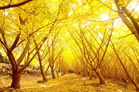 志布志.南郷の旅～千本イチョウ・日南海岸のオーシャンビュー･温泉でごゆっくり～