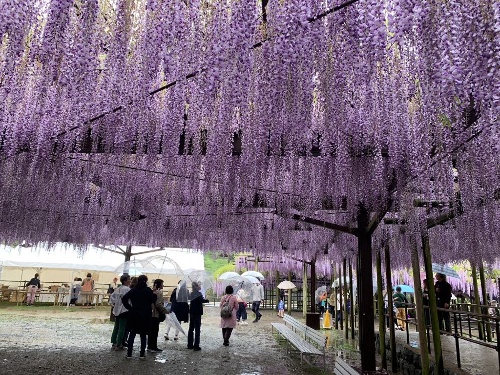 中山・黒木の大藤と清水山ぼたん園