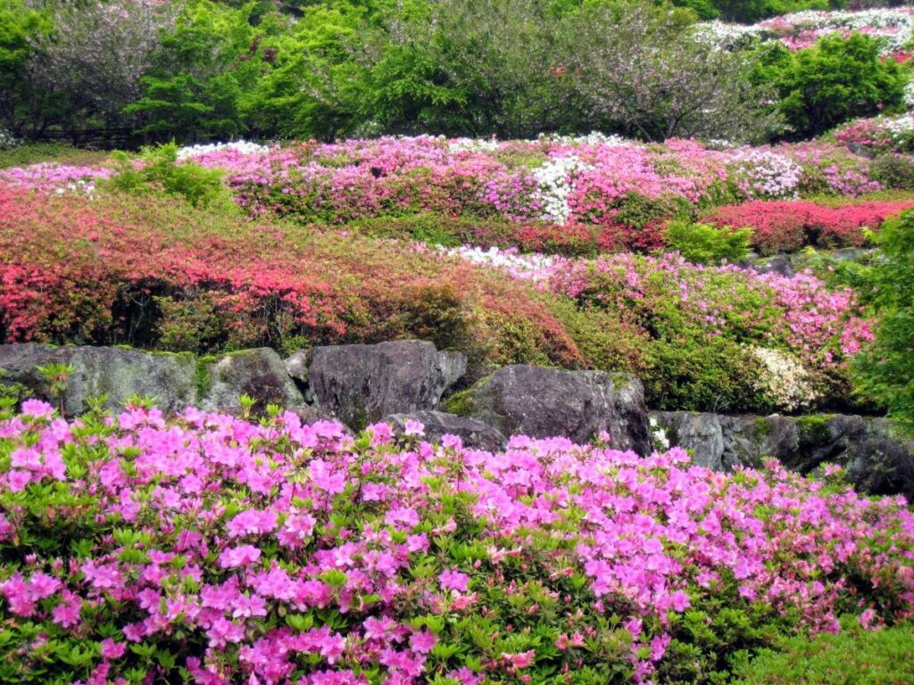 念願の復興をとげた～十可苑～ツツジ3万本シャクナゲ1万本が咲き誇る