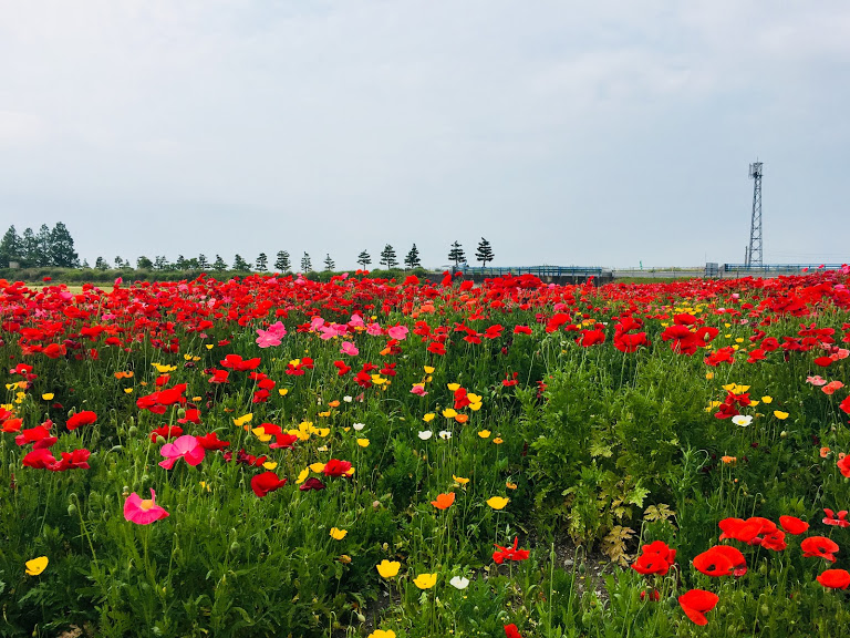 ～感謝を込めて～ポピー鑑賞とメロン食べ放題！