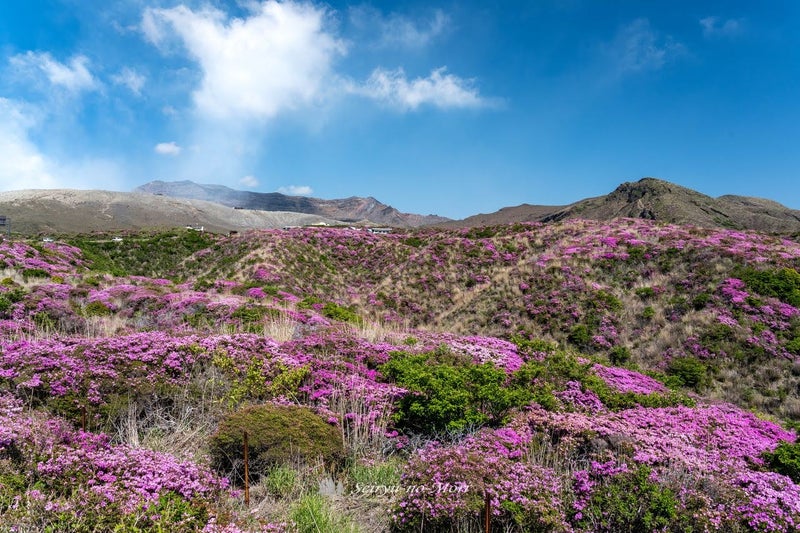 仙酔峡のミヤマキリシマ